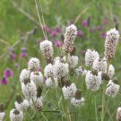 White Prairie Clover Seeds 250 Native Wildflower Perennial Fast Shipping White Prairie Clover Seeds 250 Native Wildflower Perennial Fast Shipping