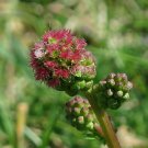Salad Burnet Seeds 50 Small Sanguisorba Minor Herb Flower Forage Fast Shipping