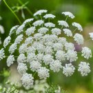 BishopsS Flower Seeds 300 Ammi Majus White Annual Fast Shipping BishopsS Flower Seeds 300 Ammi Majus White Annual Fast Shipping
