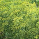 Dill Bouquet Seeds 1000 Herb Spice Culinary Annual Nongmo Fast Shipping