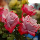10 Seeds Roses Red & Pink Beautiful Two Tone Bicolor Flowers Fast Shipping 10 Seeds Roses Red & Pink Beautiful Two Tone Bicolor Flowers Fast Shipping