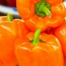 25 Seeds Orange King Bell Peppers Sweet Fast Shipping 25 Seeds Orange King Bell Peppers Sweet Fast Shipping