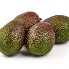 2 Seeds Gwen Avocado Organic Non Gmo Delicious Creamy Fast Shipping 2 Seeds Gwen Avocado Organic Non Gmo Delicious Creamy Fast Shipping