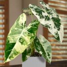 15 Seeds Alocasia Variegated Frydek House Plant Garden Flowers Fast Shipping 15 Seeds Alocasia Variegated Frydek House Plant Garden Flowers Fast Shipping