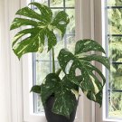 3 Seeds Monstera Thai Constellation House Plant Garden Flowers Fast Shipping 3 Seeds Monstera Thai Constellation House Plant Garden Flowers Fast Shipping