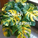 3 Seeds Sun Kissed Monstera House Plant Tropical Palm Tree Yellow Green Leaves Fast Shipping 3 Seeds Sun Kissed Monstera House Plant Tropical Palm Tree Yellow Green Leaves Fast Shipping