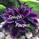 25 Seeds Purple Tip Calathea Couture Flower Indoor Or Outdoor Beautiful Plant Fast Shipping