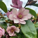 15 Seeds Fairy Magnolia House Plant Garden Flowers Fast Shipping