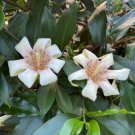 15 Seeds Candle Tree House Plant Garden Flowers Fast Shipping