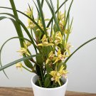 15 Seeds Yellow Coconut Orchid House Plant Garden Flowers Fast Shipping