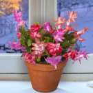 15 Seeds Winter Beauty Christmas Cactus Collection House Plant Garden Flowers Fast Shipping 15 Seeds Winter Beauty Christmas Cactus Collection House Plant Garden Flowers Fast Shipping