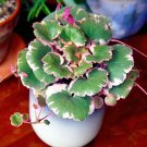 15 Seeds Strawberry Begonia House Plant Garden Flowers Fast Shipping 15 Seeds Strawberry Begonia House Plant Garden Flowers Fast Shipping