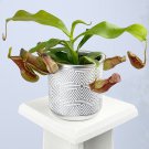 15 Seeds Tropical Pitcher Plant St Gaya House Plant Garden Flowers Fast Shipping 15 Seeds Tropical Pitcher Plant St Gaya House Plant Garden Flowers Fast Shipping
