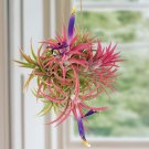 15 Seeds Tillandsia Ionantha Air Plant House Plant Garden Flowers Fast Shipping 15 Seeds Tillandsia Ionantha Air Plant House Plant Garden Flowers Fast Shipping