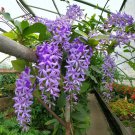 15 Seeds Purple Queen’S Wreath House Plant Garden Flowers Fast Shipping 15 Seeds Purple Queen’S Wreath House Plant Garden Flowers Fast Shipping