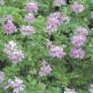 15 Seeds Rose Scented Geranium House Plant Garden Flowers Fast Shipping