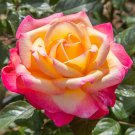 15 Seeds Rose Enchanted Peace House Plant Garden Flowers Fast Shipping