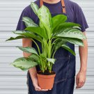 25 Seeds Chinese Evergreen Silver Bay Plant Fast Shipping 25 Seeds Chinese Evergreen Silver Bay Plant Fast Shipping