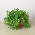 25 Seeds Nettle BabyS Tear Plant Fast Shipping 25 Seeds Nettle BabyS Tear Plant Fast Shipping