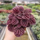 25 Seeds Peperomia Ripple Red Plant Fast Shipping
