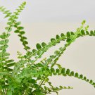 25 Seeds Lemon Button Fern Plant Fast Shipping 25 Seeds Lemon Button Fern Plant Fast Shipping