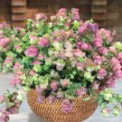 15 Seeds Ornamental Oregano Kirigami House Plant Garden Flowers Fast Shipping 15 Seeds Ornamental Oregano Kirigami House Plant Garden Flowers Fast Shipping