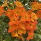15 Seeds Marmalade Plant House Plant Garden Flowers Fast Shipping 15 Seeds Marmalade Plant House Plant Garden Flowers Fast Shipping