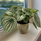 15 Seeds Peperomia Argyreia House Plant Garden Flowers Fast Shipping 15 Seeds Peperomia Argyreia House Plant Garden Flowers Fast Shipping