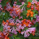 15 Seeds Hummingbird Flower House Plant Garden Flowers Fast Shipping