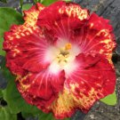 15 Seeds Hibiscus White Hot House Plant Garden Flowers Fast Shipping 15 Seeds Hibiscus White Hot House Plant Garden Flowers Fast Shipping