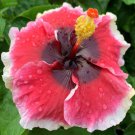 15 Seeds Hibiscus Lana’S Paradise House Plant Garden Flowers Fast Shipping 15 Seeds Hibiscus Lana’S Paradise House Plant Garden Flowers Fast Shipping