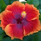 15 Seeds Hibiscus Imperial Dragon House Plant Garden Flowers Fast Shipping 15 Seeds Hibiscus Imperial Dragon House Plant Garden Flowers Fast Shipping