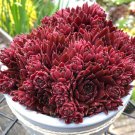 15 Seeds Hens & Chicks Coral Red House Plant Garden Flowers Fast Shipping