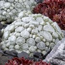 15 Seeds Hens & Chicks Arctic White House Plant Garden Flowers Fast Shipping