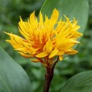 15 Seeds Golden Brush 1 House Plant Garden Flowers Fast Shipping 15 Seeds Golden Brush 1 House Plant Garden Flowers Fast Shipping