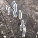 15 Seeds Giant White Pussy Willow House Plant Garden Flowers Fast Shipping 15 Seeds Giant White Pussy Willow House Plant Garden Flowers Fast Shipping