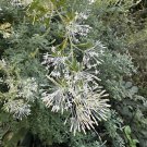 15 Seeds Fragrant Grevillea House Plant Garden Flowers Fast Shipping