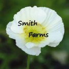 200 Seeds Champagne Bubbles White Poppy Flowers Plants Fast Shipping 200 Seeds Champagne Bubbles White Poppy Flowers Plants Fast Shipping