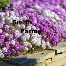 25 Seeds Magic Circle Mix Alyssum Flowers Plants Fast Shipping