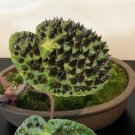 15 Seeds Begonia Ferox House Plant Garden Flowers Fast Shipping 15 Seeds Begonia Ferox House Plant Garden Flowers Fast Shipping