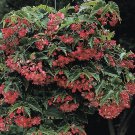 15 Seeds Begonia Tiny Gem House Plant Garden Flowers Plant Fast Shipping 15 Seeds Begonia Tiny Gem House Plant Garden Flowers Plant Fast Shipping