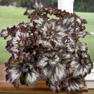 15 Seeds Begonia Super Curl House Plant Garden Flowers Plant Fast Shipping 15 Seeds Begonia Super Curl House Plant Garden Flowers Plant Fast Shipping