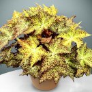 15 Seeds Begonia StarburstHouse Plant Garden Flowers Plant Fast Shipping 15 Seeds Begonia StarburstHouse Plant Garden Flowers Plant Fast Shipping