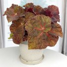 15 Seeds Begonia Sienna Swirl House Plant Garden Flowers Plant Fast Shipping 15 Seeds Begonia Sienna Swirl House Plant Garden Flowers Plant Fast Shipping