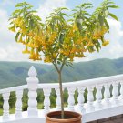 15 Seeds Angel’S Trumpet Angel’S Lemon Zest House Plant Garden Flowers Fast Shipping 15 Seeds Angel’S Trumpet Angel’S Lemon Zest House Plant Garden Flowers Fast Shipping