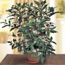 15 Seeds African Gardenia House Plant Garden Flowers Fast Shipping 15 Seeds African Gardenia House Plant Garden Flowers Fast Shipping