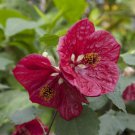 15 Seeds Abutilon Red GloryHouse Plant Garden Flowers Fast Shipping 15 Seeds Abutilon Red GloryHouse Plant Garden Flowers Fast Shipping