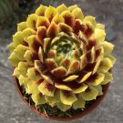 15 Seeds Hardy Hens & Chicks Colorockz House Plant Garden Flowers Fast Shipping 15 Seeds Hardy Hens & Chicks Colorockz House Plant Garden Flowers Fast Shipping