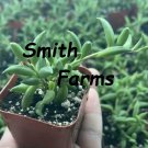 25 Seeds String Of Bananas Succulent Senecio Radicans Cactus Plant Garden Cacti Fast Shipping