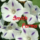 25 Seeds White Purple Morning Glory Perennial Flowers Fast Shipping 25 Seeds White Purple Morning Glory Perennial Flowers Fast Shipping